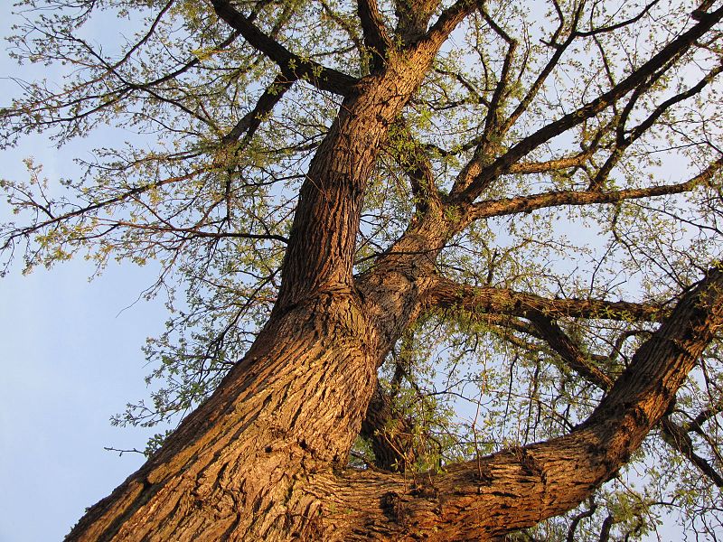 Bur oak