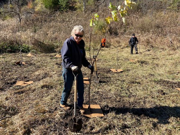 Headwater Streams Committee Volunteer holding a shovel and a newly planted tree