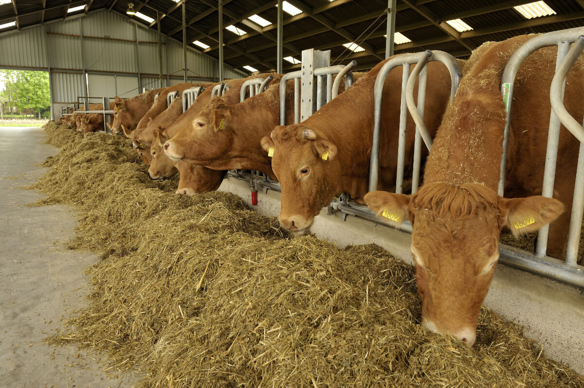 Cows in heated barn