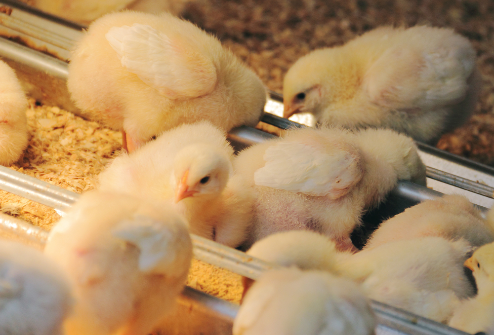 Chicks on a farm
