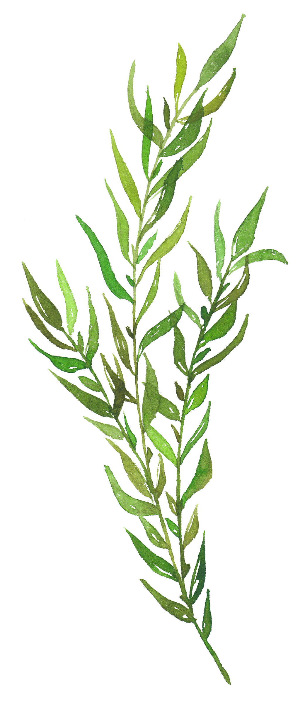 Leaf