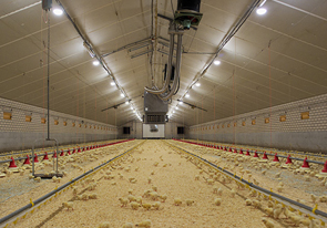 Climatec Systems - Inside Chicken Shed