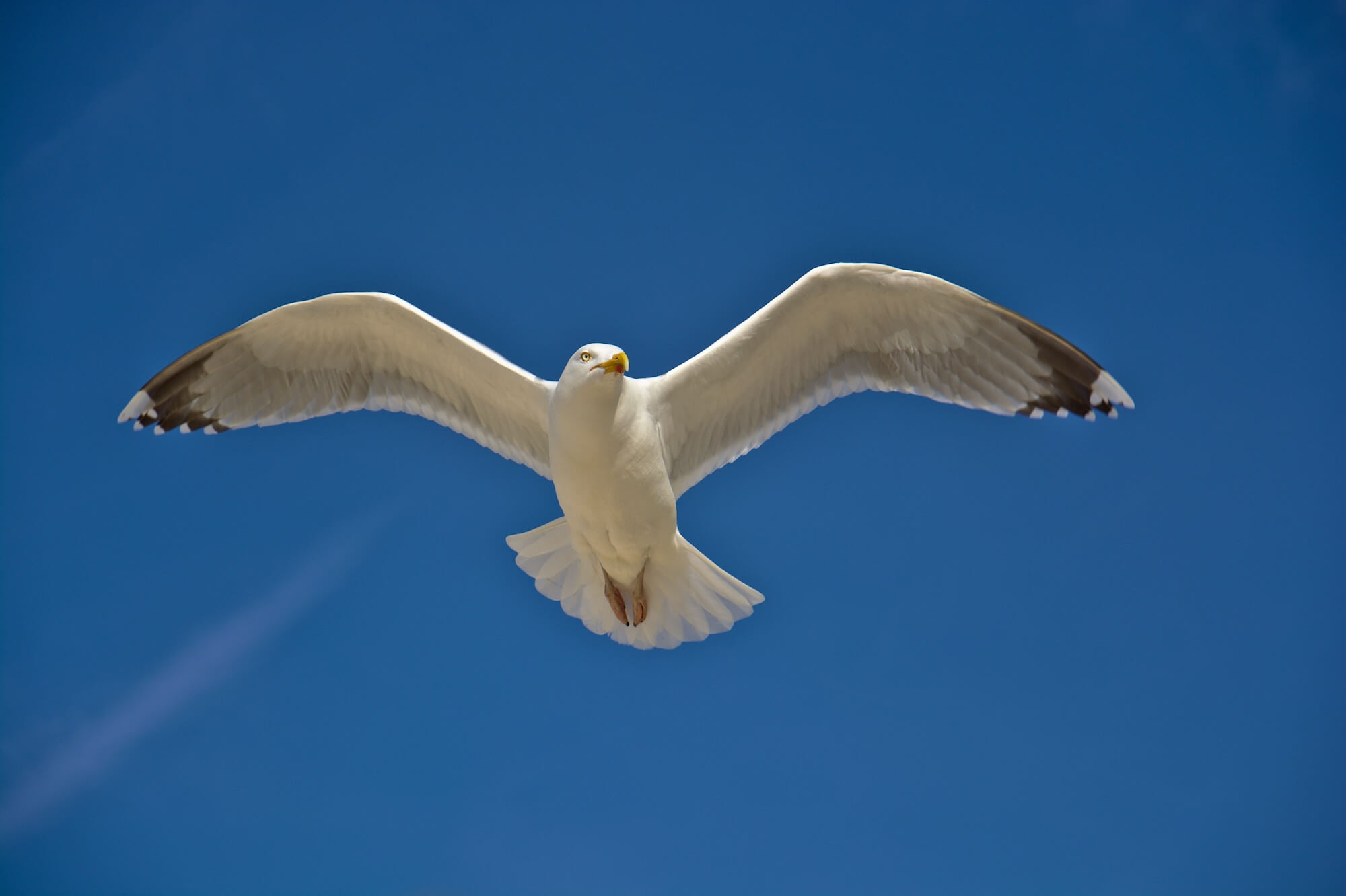 A picture of a seagull flying above the viewer