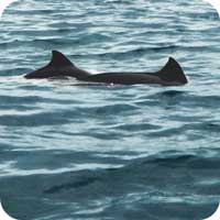 Porpoise and seals