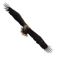 White Tailed Eagles