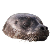Seals - new pups