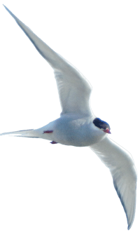 Wet Terns