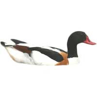 Shell ducks