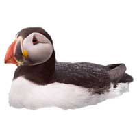 Puffins