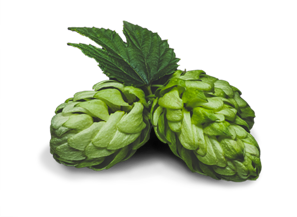 houblon-binchoise