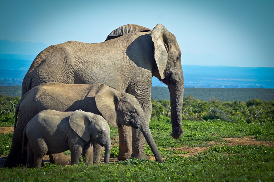 elephants