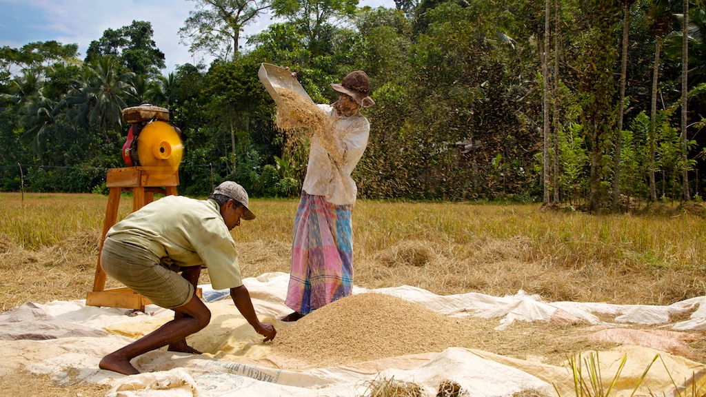 Climate Change and Agricultural Insurance in Sri Lanka