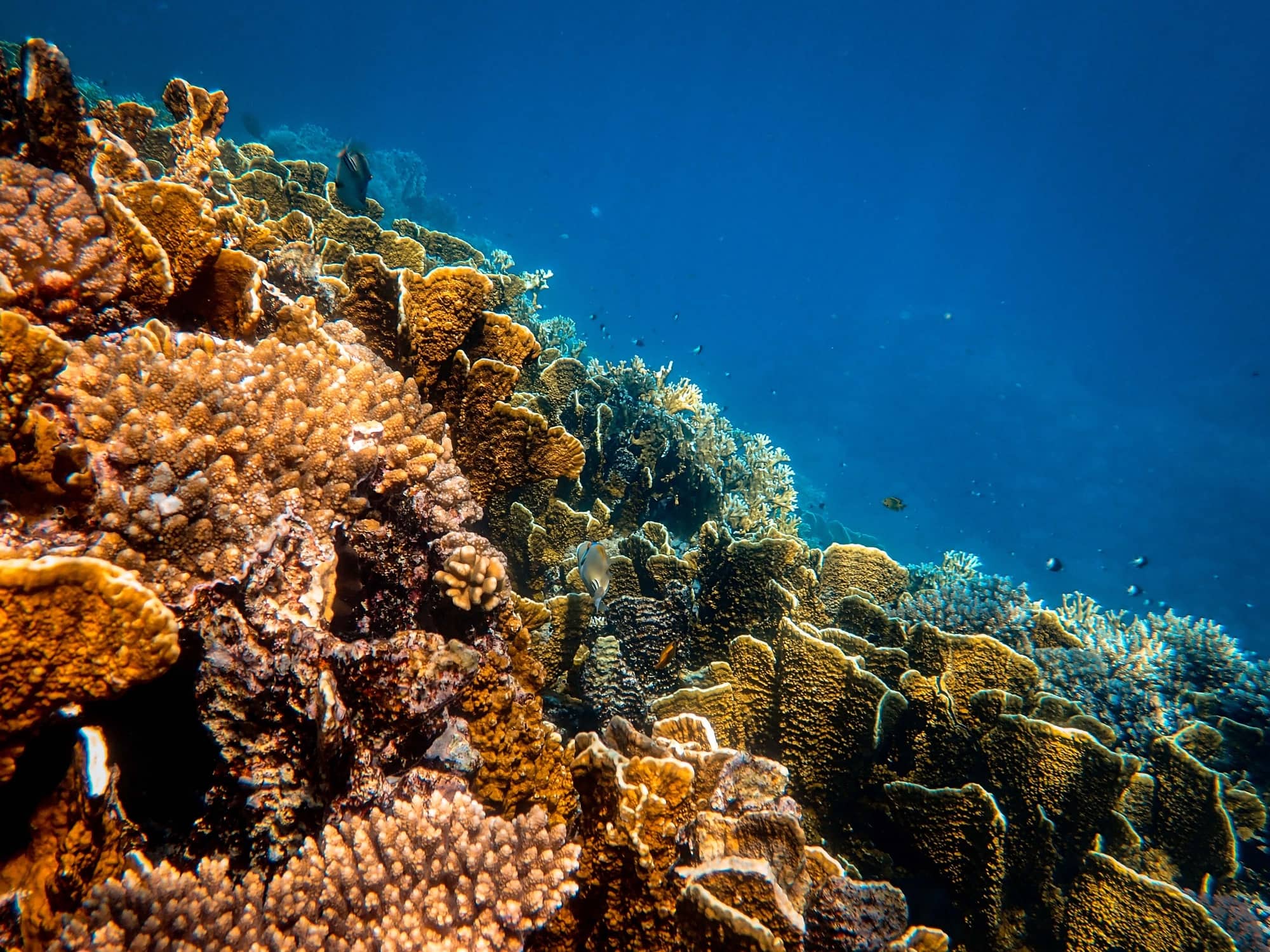 Coral Reef Onlyfans: Protecting Our Oceans, One Fan At A Time - p8mv75m