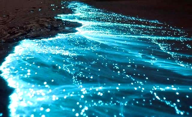 Bioluminescence Glow at Night in Port Blair