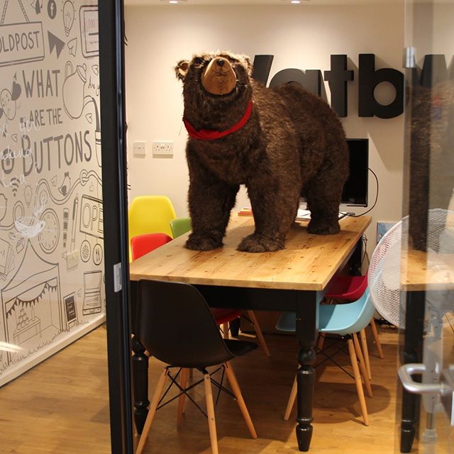 bear on a table