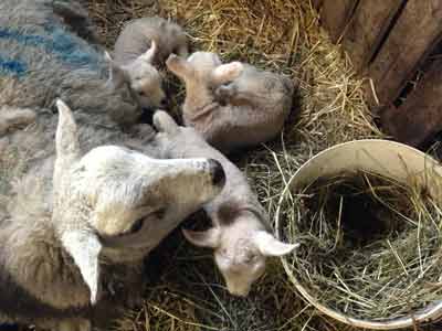 Tamsin, the hotel's massage and acupuncture therapist, is rather busy with the lambs just now!