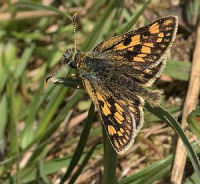 Chequered Skipper Butterfly
