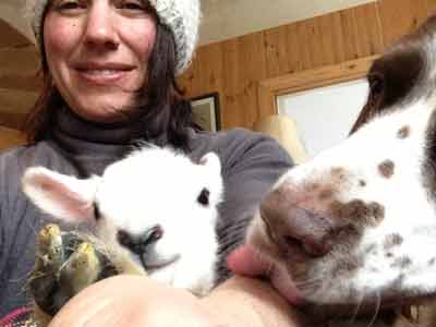 Tamsin, the hotel's massage and acupuncture therapist, is rather busy with the lambs just now!