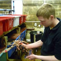 Orkney Lobster Hatchery