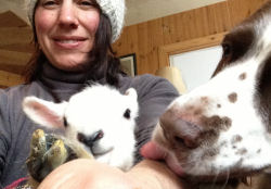 Lismore Lambs