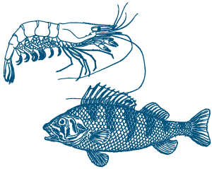 The freshest of local produce at The PIerhouse Hotel's Seafood Restaurant