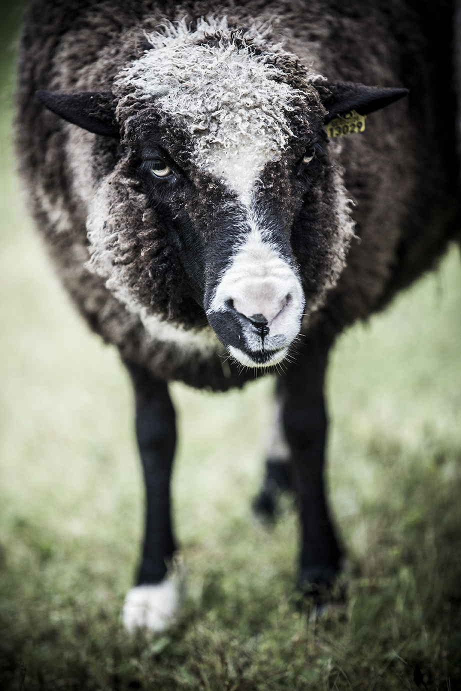 A very unique coloured Jämtland sheep stares at the camera