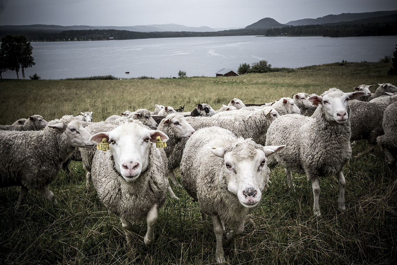 In the foreground, a flock of sheep are walking curiously towards us. Their ears have been tagged for identification. In the background, a large expanse of water stretches into the horizon, where a forest and low mountains can also be seen