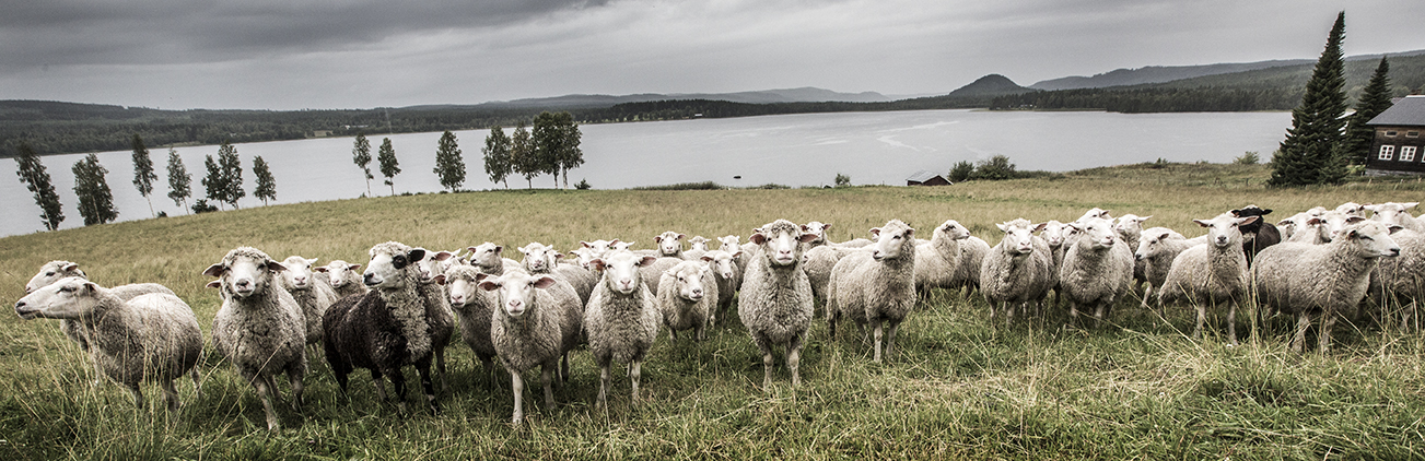 A large flock of sheep are standing in a line, looking at the camera, with a huge lake and a cottage in the background