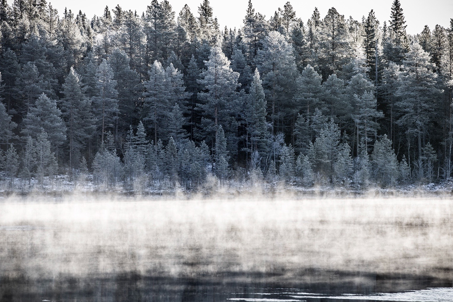 Birch trees line the side of a misty lake