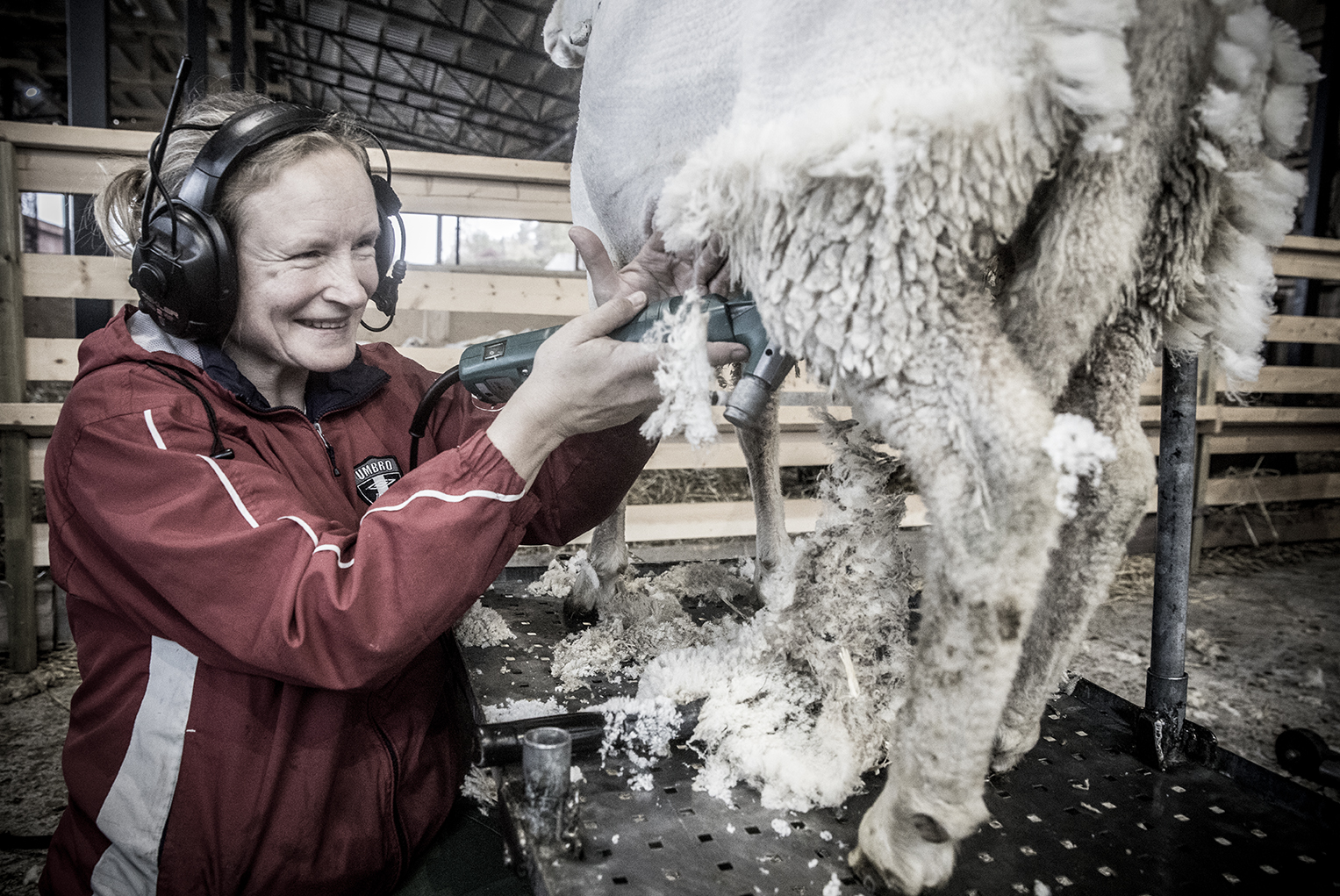 A woman, Carina Jälkentalo, has a smile on her face as she shears a sheep in a shearing lot