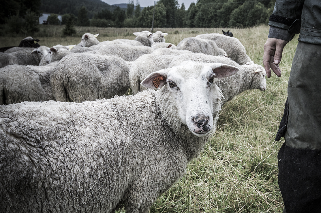 A ewe from an organic farm in Sweden in a field with other sheep