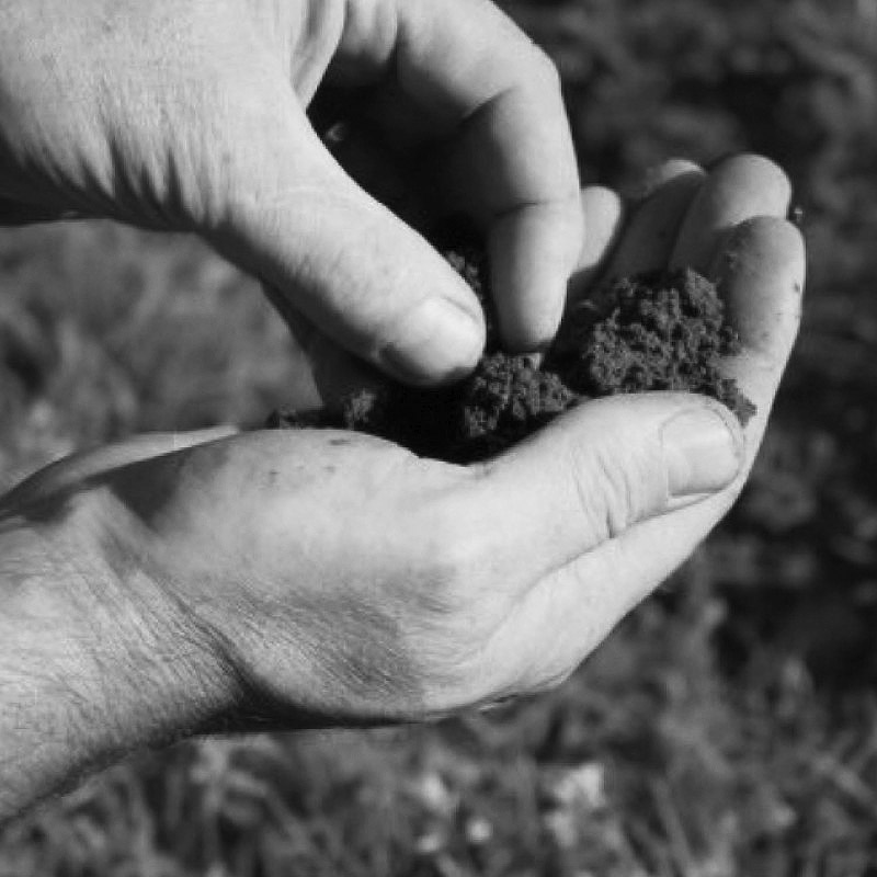 Hands checking vineyard soil