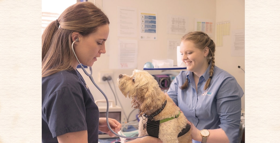 Home Vets at North Rocks