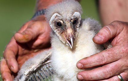 Baby bird being cared for