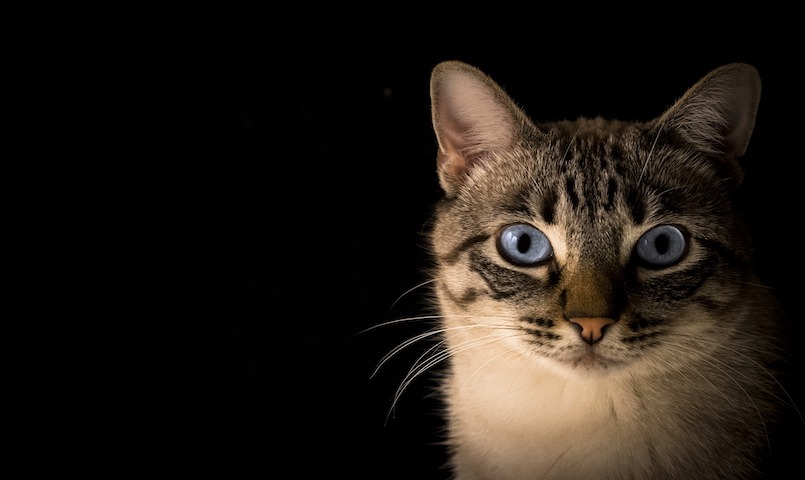 Die Kastration Bei Der Katze Macht Es Sinn Dr Sam Dein