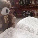 DovBear