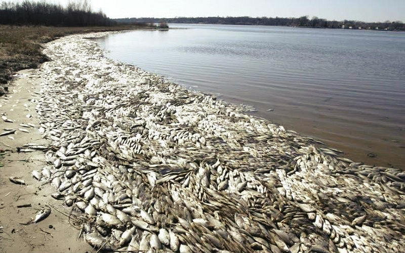 The Plague of Dead Fish