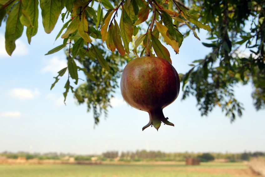 The Grain and Pomegranates of Mei Merivah (מי מריבה)
