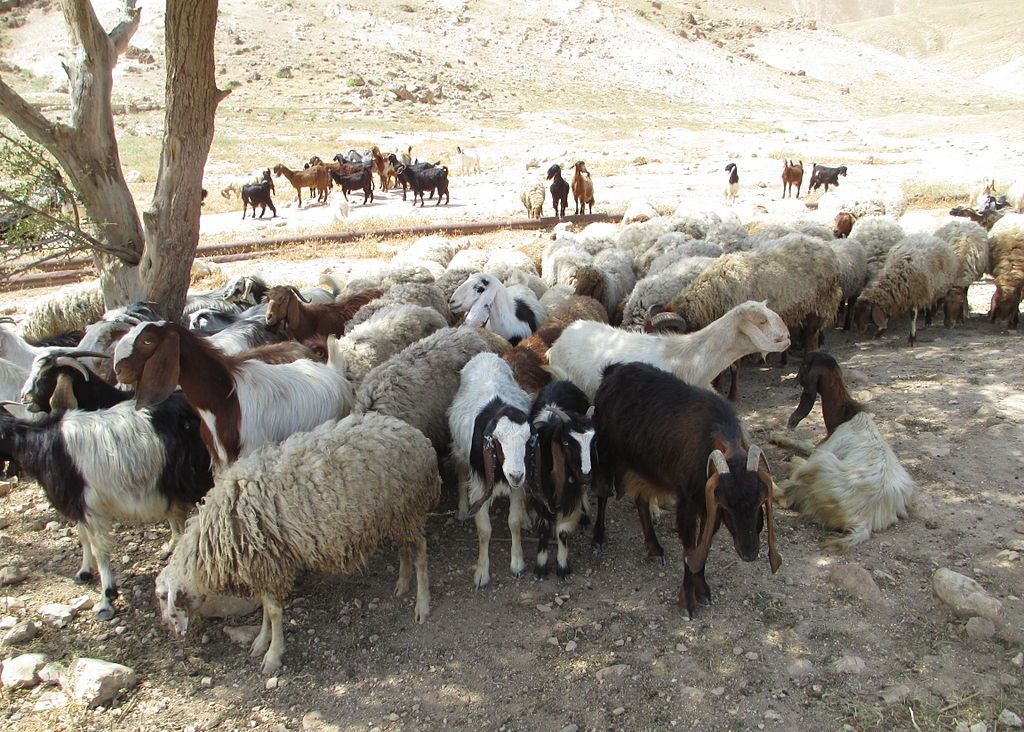 The Discrepancies Between the Sacrifices in Ezekiel and the Torah