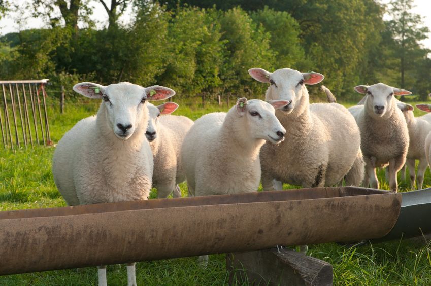 Maternal Impressions: From Sheep to Humans