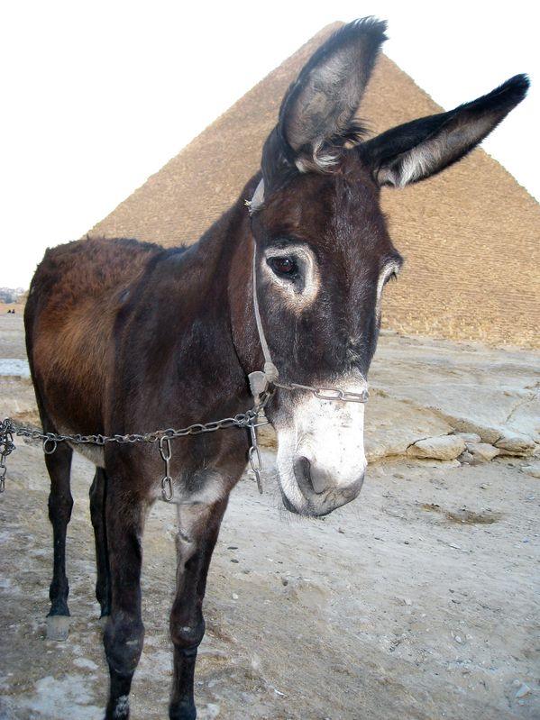 I Have Not Taken a Donkey!