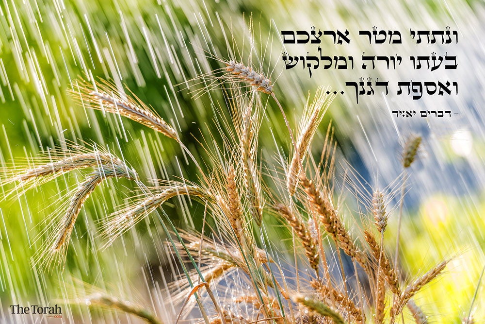 God’s Promise: Rain, Grain, and Grass