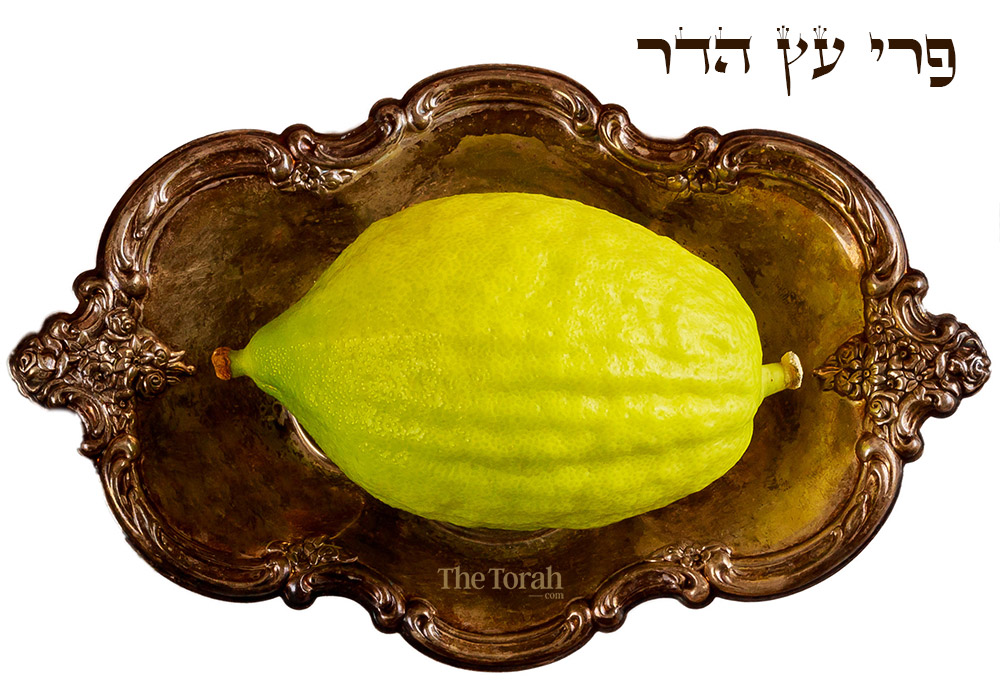 The Etrog: Celebrating Sukkot With a Persian Apple