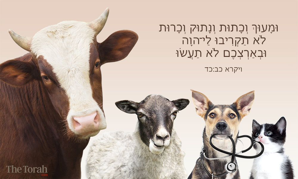 Does the Torah Prohibit Castrating Animals?