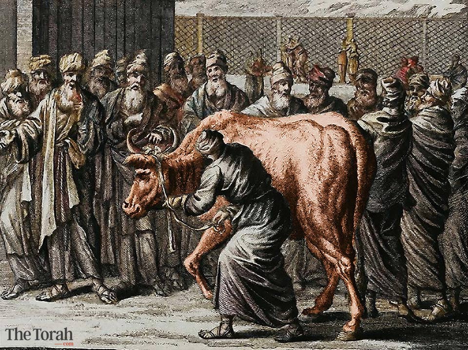 The Enigmatic Rites of the Red Heifer