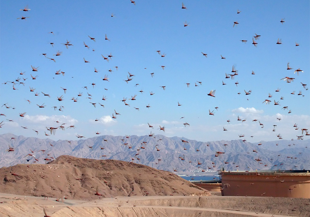 Locusts: YHWH’s Army