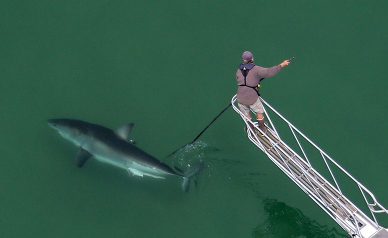 Great White Sharks