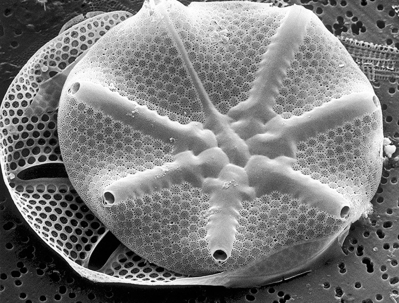 Scanning electron microscope images of Asteromphalus diatoms found in the coastal waters of Washington State.
