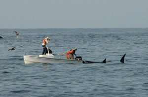 White shark and boat credit to TOPP