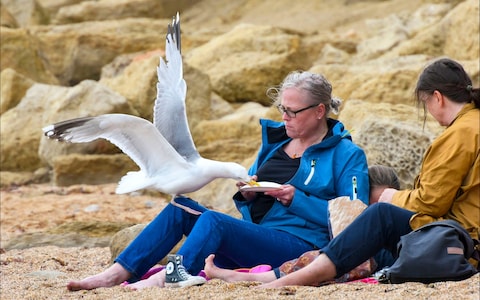 Tourism chiefs fear over aggressive seagulls are scaring away visitors